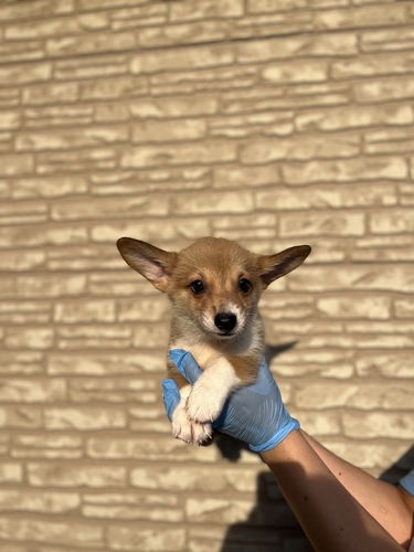 コーギー 犬の販売・譲渡 5802 お耳がぴーん!激かわ女の子