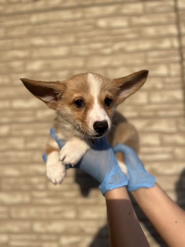 コーギー 犬の販売・譲渡 5803 イケメンコーギー君