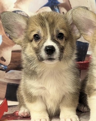 コーギー 犬の販売・譲渡 5806 可愛い女の子(^^)