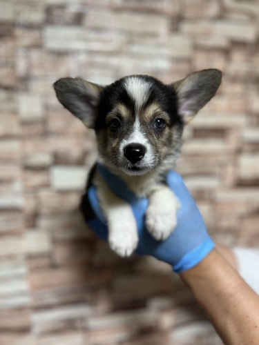 コーギー 犬の販売・譲渡 5808 激かわ男の子