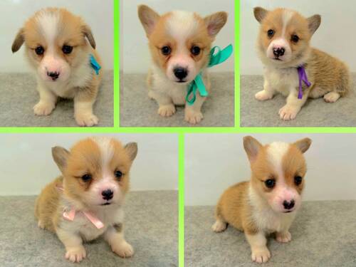 コーギー 犬の販売・譲渡 5809 コーギー 男の子3匹 女の子2匹