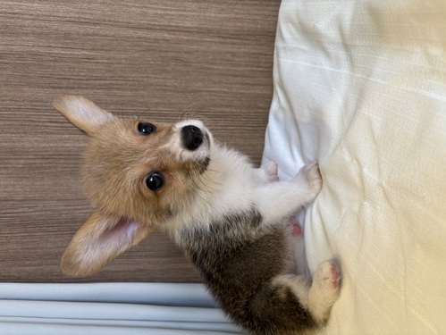 コーギー 犬の販売・譲渡 5810 WコーギーP 男の子