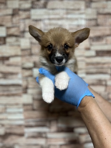 コーギー 犬の販売・譲渡 5811 WコーギーP 男の子