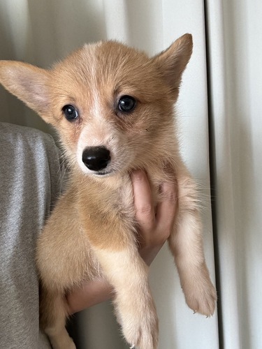 コーギー 犬の販売・譲渡 5812 WコーギーP 女の子