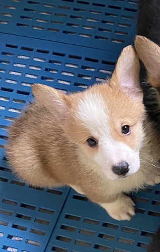 コーギー 犬の販売・譲渡 5813 決まりました