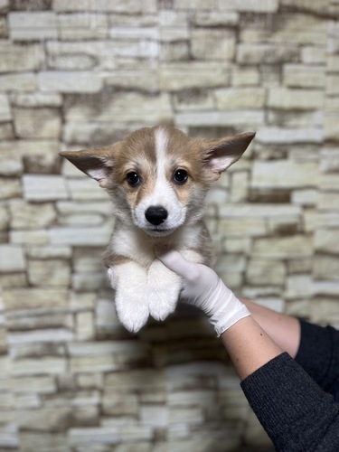 コーギー 犬の販売・譲渡 5818 WコーギーP 男の子