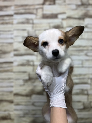 コーギー 犬の販売・譲渡 5821 左目ブルーアイのWコーギーP