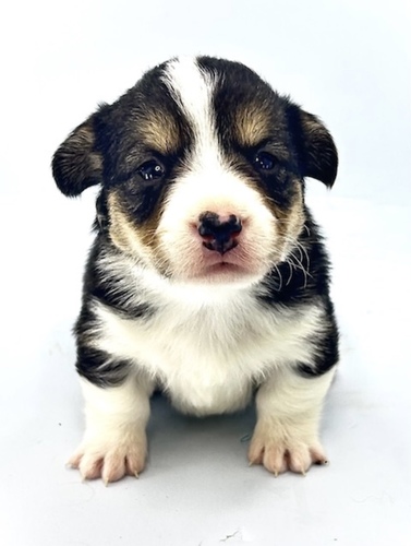 コーギー 犬の販売・譲渡 5825 DMクリア男の子