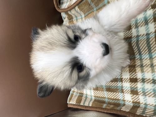 コーギー 犬の販売・譲渡 5826 コーギーのかわい子達