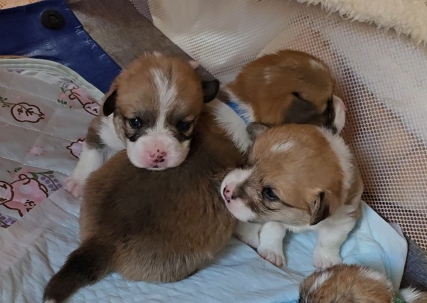 コーギー 犬の販売・譲渡 5827 尻尾ありコーギー
