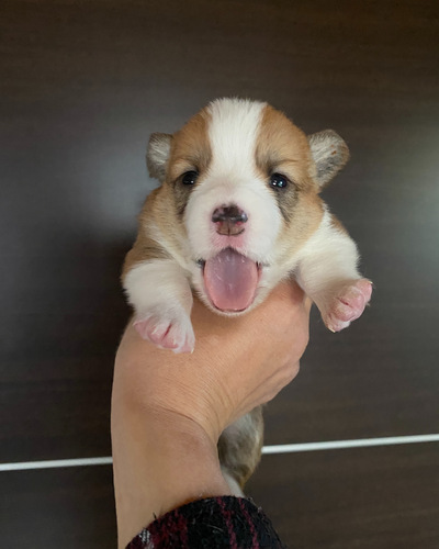 コーギー 犬の販売・譲渡 5833 DMクリアBaby's