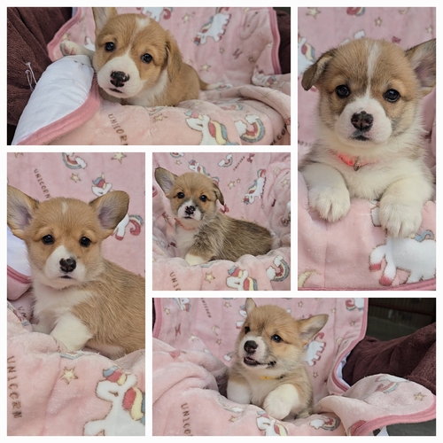 ☆良血統の尻尾ありコーギー☆ 犬の販売 5835