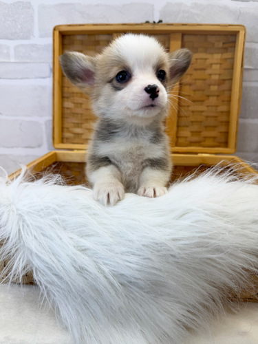 コーギー 犬の販売・譲渡 5836 美人さん。お迎え総額。