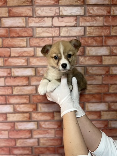 コーギー 犬の販売・譲渡 5837 レッド&ホワイト