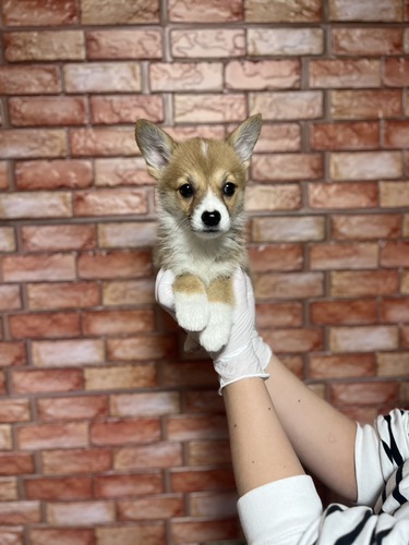 コーギー 犬の販売・譲渡 5838 レッドホワイト