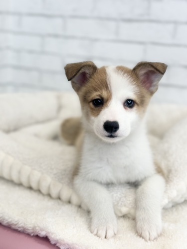 コーギー 犬の販売・譲渡 5839 ツートンガール