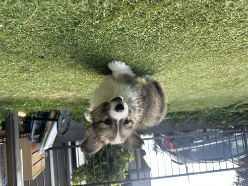 コーギー 犬の販売・譲渡 5840 GW限定お迎え価格