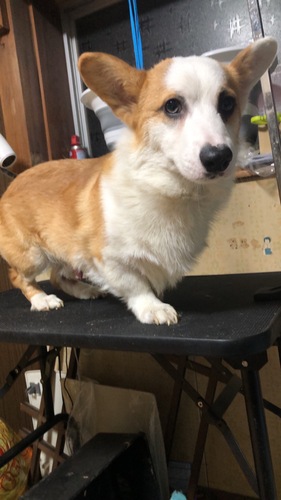 イケメンのコーギーくん 犬の販売 5841