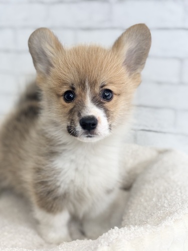 コーギー 犬の販売・譲渡 5842 レッド&ホワイト3866