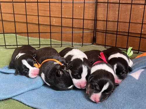 コーギー 犬の販売・譲渡 5843 トライカラーの5兄弟