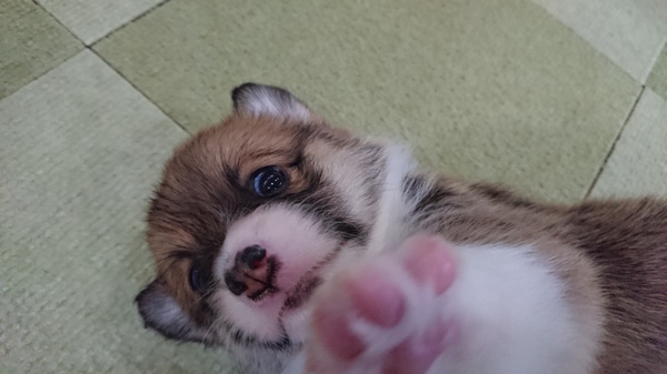 令和7年5月30日生まれDMとVwd1クリアの子。 犬の販売 5845