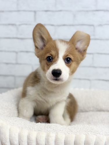 コーギー 犬の販売・譲渡 5850 3093レッド&ホワイト