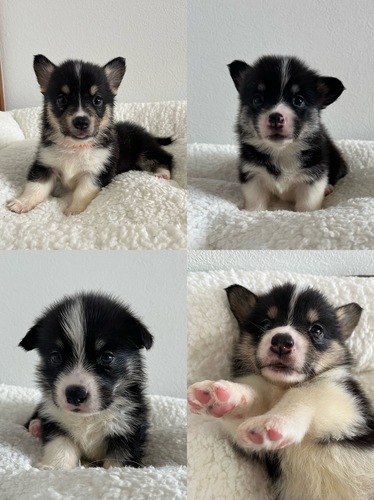 コーギー 犬の販売・譲渡 5851 ブラックヘッドの男の子2頭、女の子2頭