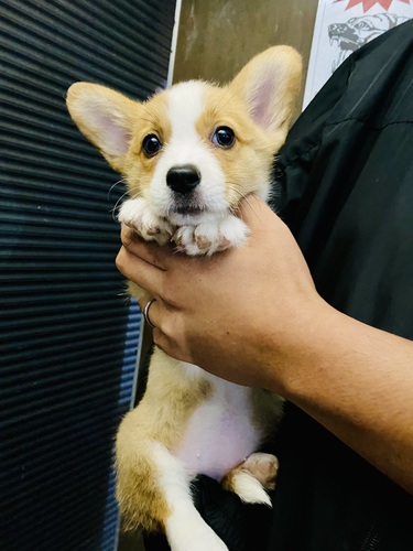 コーギー 犬の販売・譲渡 5852 コーギーペングローブの女の子‼️