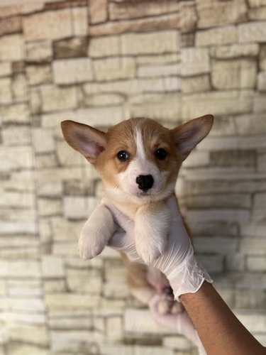 R[M[ ̔̔En 5854 Z[u&zCg5890