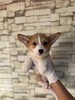 コーギー 子犬 探す セーブル&ホワイ... 5854