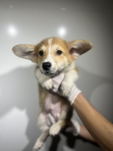 R[M[ ̔̔En 5855 bh&zCg4533(:813܂)