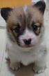 コーギー 子犬 探す 10月19日生まれ DMと... 5856
