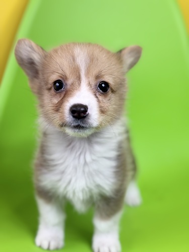 コーギー 犬の販売・譲渡 5857 レッド&ホワイト8818