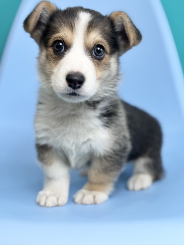 �R�[�M�[ ���̔̔��E���n 5859 �u���b�N�^��&�z���C�g5001