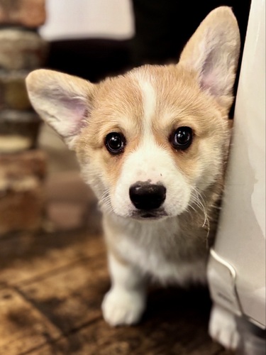 �R�[�M�[ ���̔̔��E���n 5865 �D�ǌ������j�̎q���b�h���z���C�g