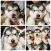 AXJE}~[g  q T 󏭂ȃ}~[gba... 34