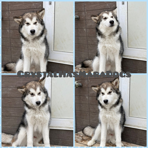 ロシア外産輸入犬の子犬です 犬の販売 40