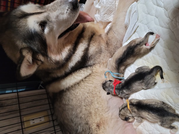 大きな両親から産まれました。 犬の販売 41