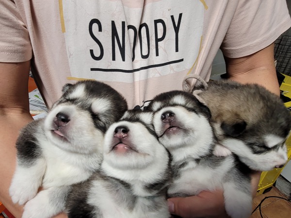 両親輸入犬の仔犬 犬の販売 42