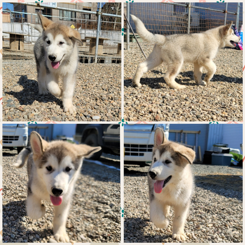 アラスカン・マラミュート 犬の販売・譲渡 43 件名なし 子犬販売の情報