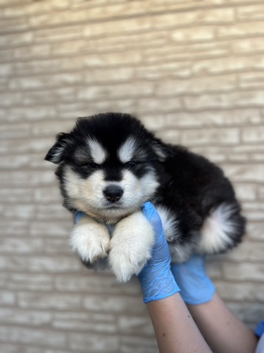 アラスカン・マラミュート 犬の販売・譲渡 47 ムッチムチな男の子