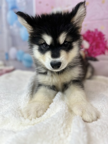 アラスカン・マラミュート 犬の販売・譲渡 48 とても静かでおっとり君★