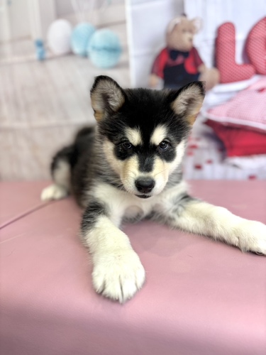 アラスカン・マラミュート 犬の販売・譲渡 49 おっとりした女の子ちゃん!