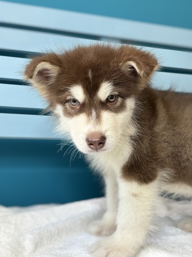 �A���X�J���E�}���~���[�g  ���̔̔��E���n 57 �u���E��&�z���C�g