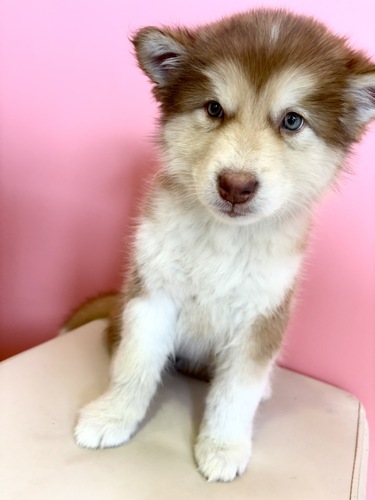 �A���X�J���E�}���~���[�g  ���̔̔��E���n 58 ���b�h�@���̎q