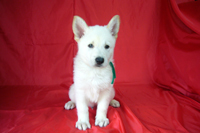 元気いっぱいのホワイトシェパードです。 犬の販売 338
