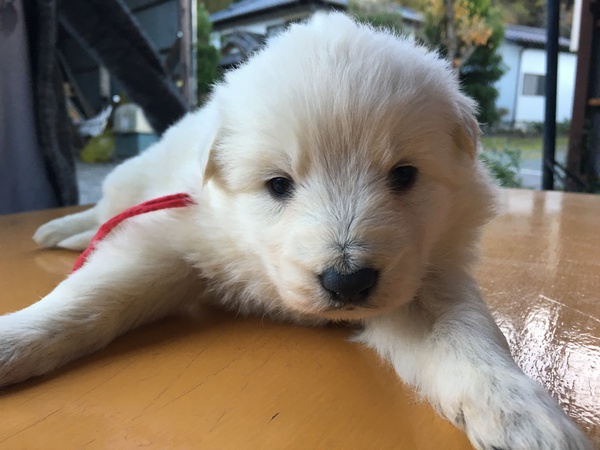 一頭だけロングです。 犬の販売 343