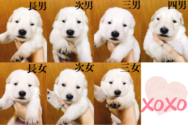 可愛らしい7兄妹☆ 犬の販売 344
