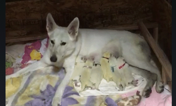 可愛くて元気な赤ちゃんです。 犬の販売 358