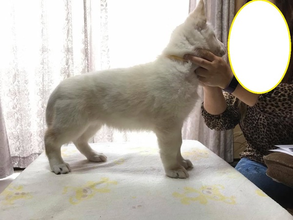 遺伝子検査済で安心か子犬達です 犬の販売 361